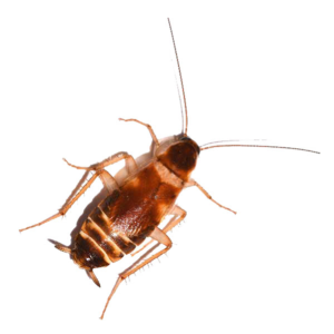 Brown-Banded Cockroach identification in Cordova, TN |  Allied Termite & Pest Control
