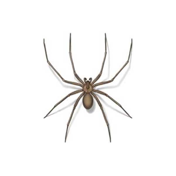 Brown Recluse Spider identification in Cordova, TN |  Allied Termite & Pest Control