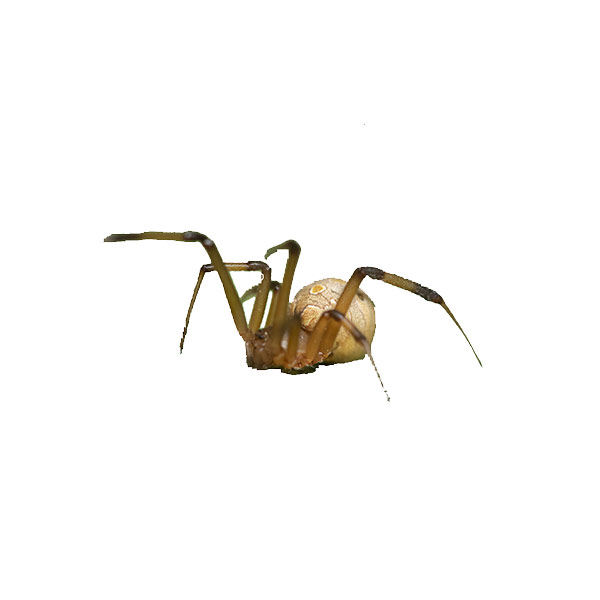 Brown Widow Spider identification in Cordova, TN |  Allied Termite & Pest Control