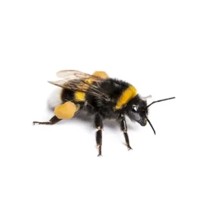 A bumblebee on a white background - Keep bees away from your home with Allied Termite and Pest Control in TN