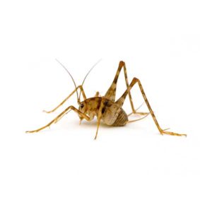 Camel Cricket identification in Cordova, TN |  Allied Termite & Pest Control