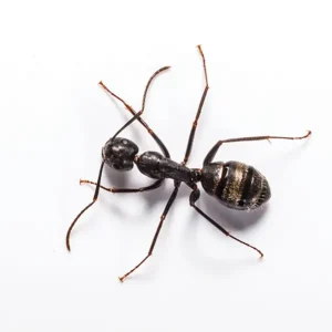 A carpenter an on a white background - keep ants away from your home with Allied Termite and Pest Control in TN