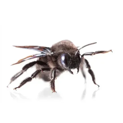 Carpenter Bee | Allied Termite & Pest Control serving Memphis, TN