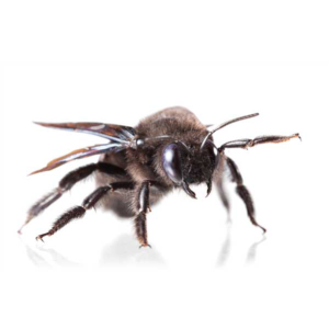 Carpenter Bee identification in Cordova, TN |  Allied Termite & Pest Control