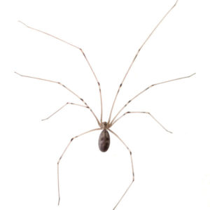 Cellar Spider identification in Cordova, TN |  Allied Termite & Pest Control