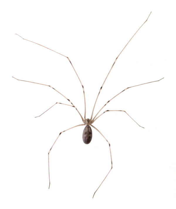 Cellar Spider identification in Cordova, TN |  Allied Termite & Pest Control