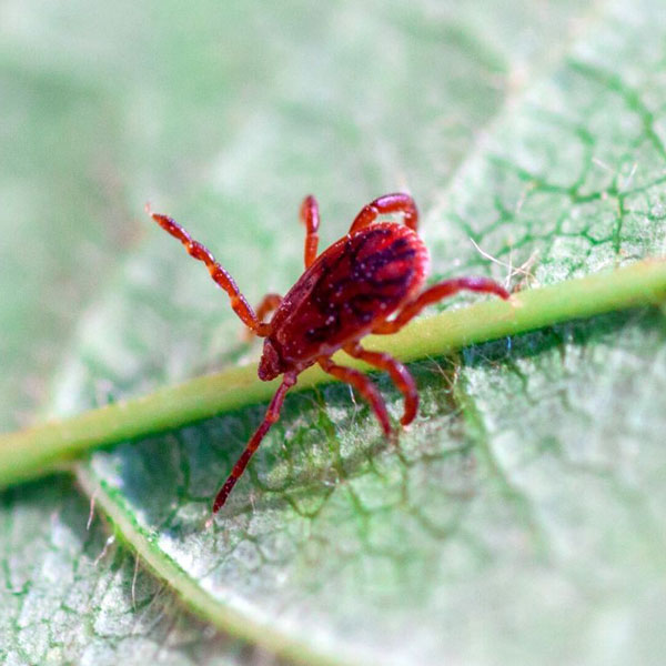 Chigger Mite identification in Cordova, TN |  Allied Termite & Pest Control