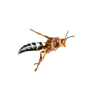 Cicada Killer Wasp identification in Cordova, TN |  Allied Termite & Pest Control