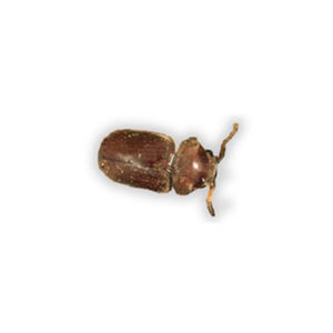 Cigarette Beetle identification in Cordova, TN |  Allied Termite & Pest Control