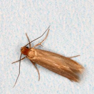 Clothes Moth identification in Cordova, TN |  Allied Termite & Pest Control