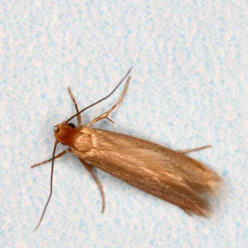 Clothes Moth Identification & Info | Allied Pest Control