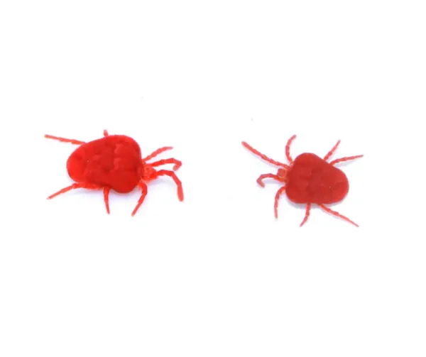 Two clover mites on a white background - keep mites away from your home with Allied Termite and Pest Control in TN