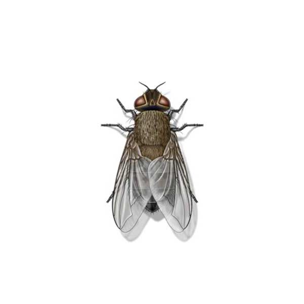 Cluster Fly | Allied Termite & Pest Control serving Memphis, TN