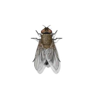 Cluster Fly identification in Cordova, TN |  Allied Termite & Pest Control