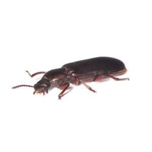 Confused Flour Beetle identification in Cordova, TN |  Allied Termite & Pest Control