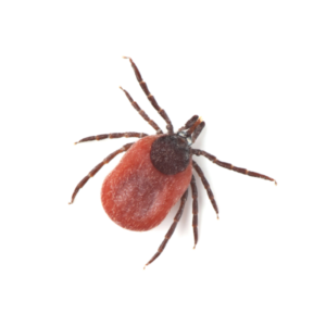 Deer Tick identification in Cordova, TN |  Allied Termite & Pest Control