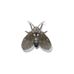 Drain Fly identification in Cordova, TN |  Allied Termite & Pest Control