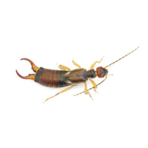 Earwig identification in Cordova, TN |  Allied Termite & Pest Control