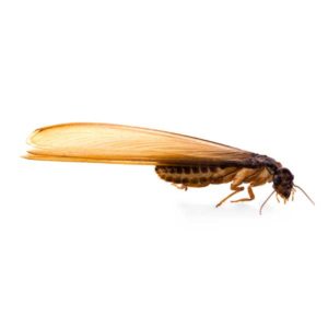 Eastern Subterranean Termite identification in Cordova, TN |  Allied Termite & Pest Control