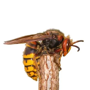 European Hornet identification in Cordova, TN |  Allied Termite & Pest Control