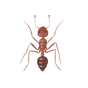 Fire Ant identification in Cordova, TN |  Allied Termite & Pest Control