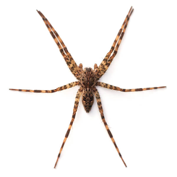 Fishing Spider identification in Cordova, TN |  Allied Termite & Pest Control