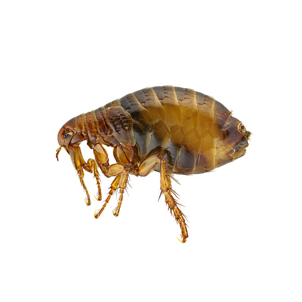 Flea identification in Cordova, TN |  Allied Termite & Pest Control