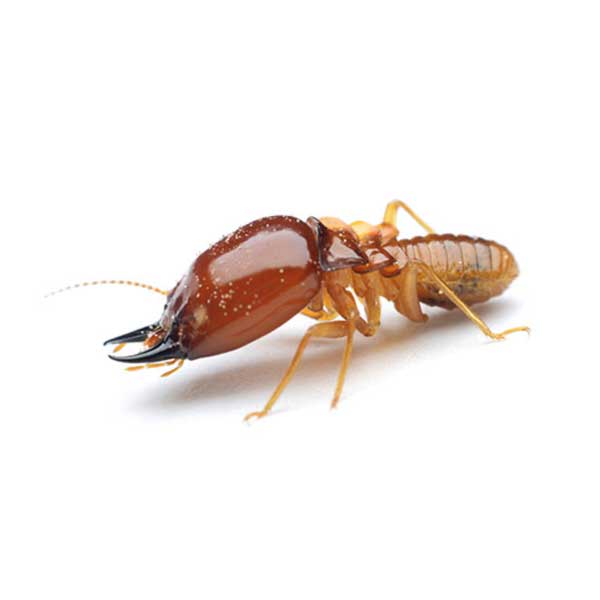 Formosan termite identification in Cordova, TN |  Allied Termite & Pest Control