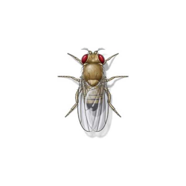 Fruit Fly identification in Cordova, TN |  Allied Termite & Pest Control