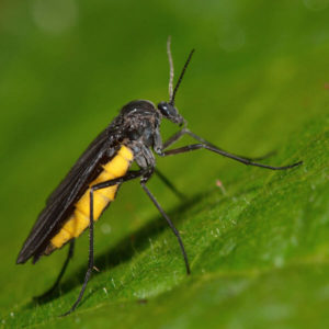 Fungus Fly identification in Cordova, TN |  Allied Termite & Pest Control