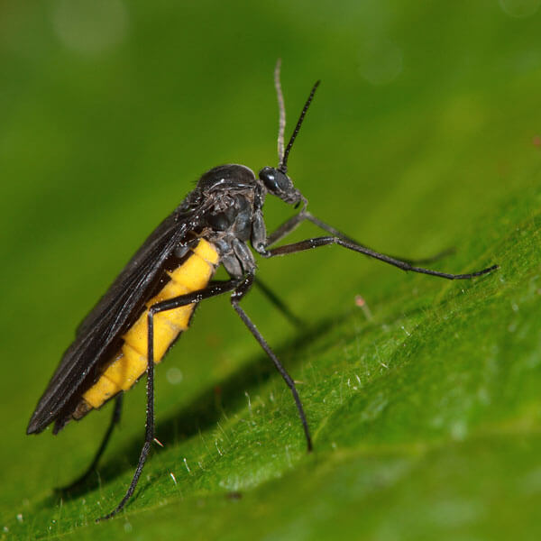 Fungus Fly identification in Cordova, TN |  Allied Termite & Pest Control