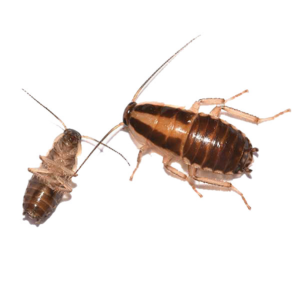 German Cockroach identification in Cordova, TN |  Allied Termite & Pest Control