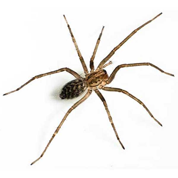Giant House Spider identification in Cordova, TN |  Allied Termite & Pest Control