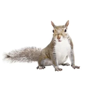 A gray squirrel against a white background - keep pests away from your home with Allied Termites and Pest Control in TN