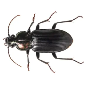 Ground Beetle identification in Cordova, TN |  Allied Termite & Pest Control