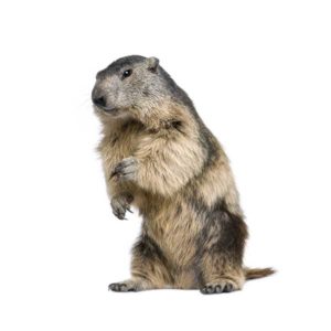 Groundhog identification in Cordova, TN |  Allied Termite & Pest Control