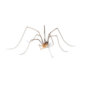 Harvestmen / Daddy Longlegs identification in Cordova, TN |  Allied Termite & Pest Control