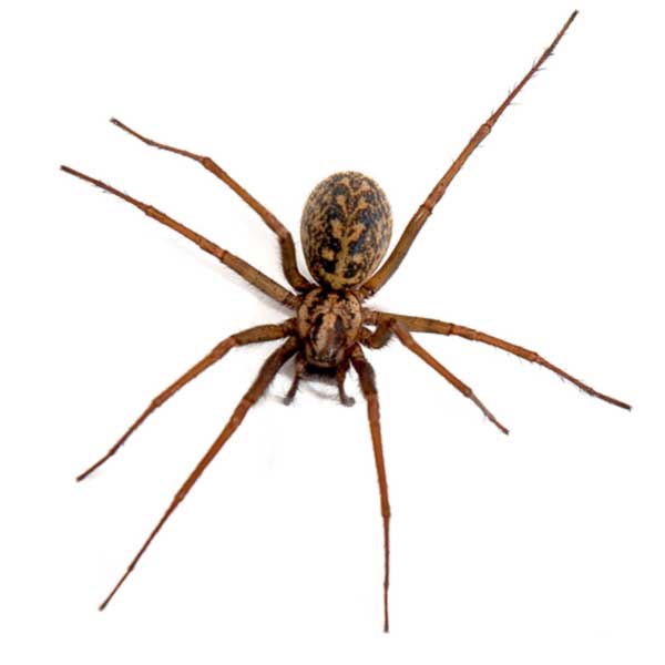 Hobo Spider identification in Cordova, TN |  Allied Termite & Pest Control