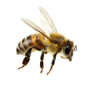 Honey bee on a white background - keep bees away from your home with Allied Termite and Pest Control in TN