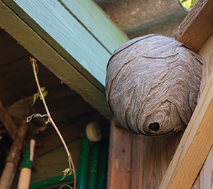 Hornet Nest by Allied Termite & Pest Control in Cordova, TN