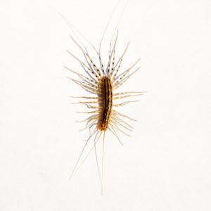 House Centipede identification in Cordova, TN |  Allied Termite & Pest Control