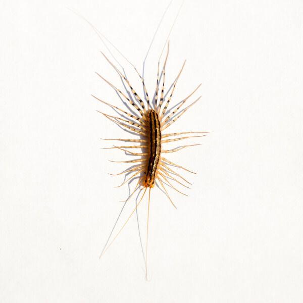 House Centipede identification in Cordova, TN |  Allied Termite & Pest Control