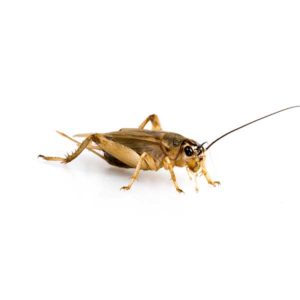 House Cricket identification in Cordova, TN |  Allied Termite & Pest Control