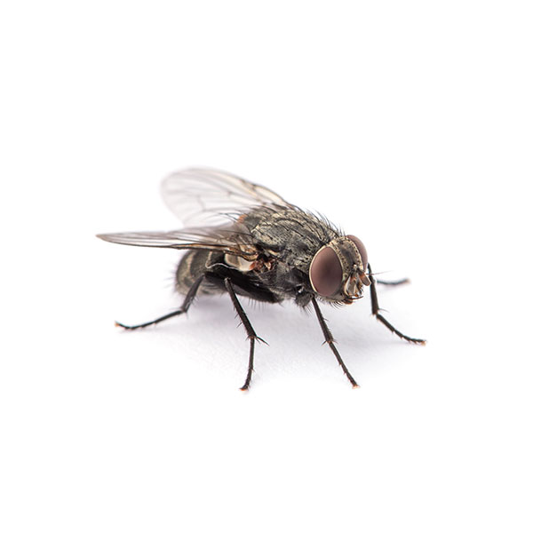 House Fly identification in Cordova, TN |  Allied Termite & Pest Control