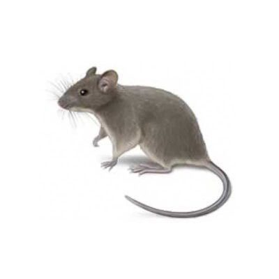 House Mose | Allied Termite & Pest Control serving Memphis, TN