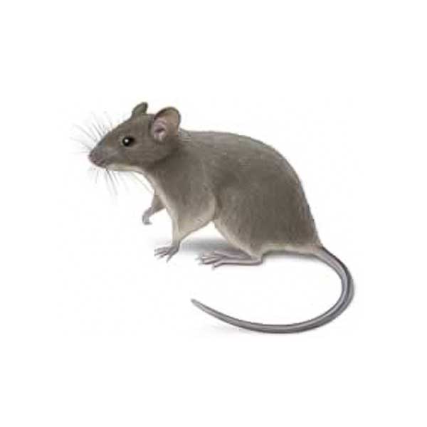 House Mose | Allied Termite & Pest Control serving Memphis, TN