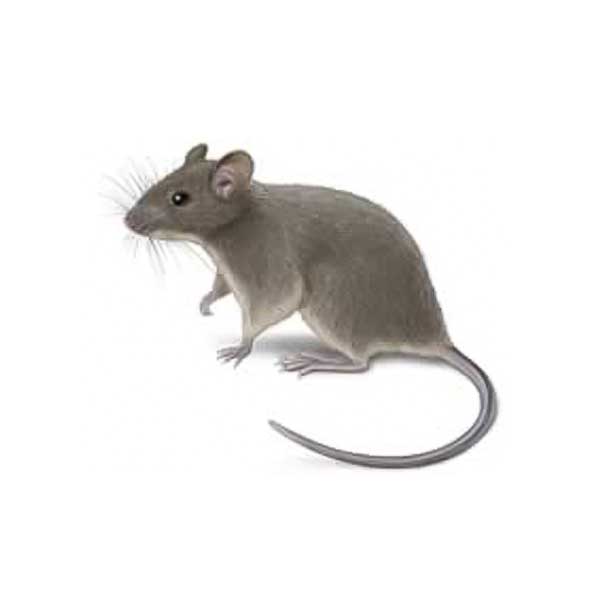 House Mouse identification in Cordova, TN |  Allied Termite & Pest Control