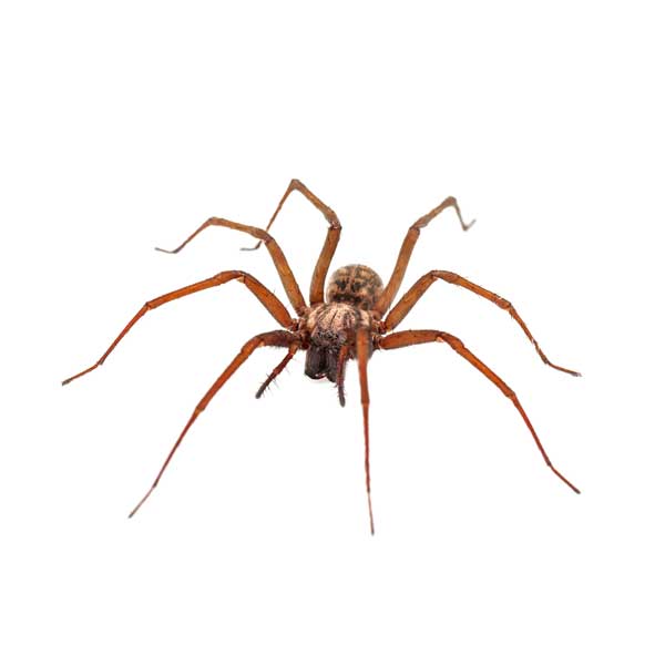 House Spider identification in Cordova, TN |  Allied Termite & Pest Control