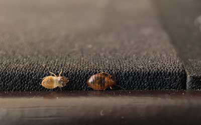 How do bed bugs spread in Cordova, TN |  Allied Termite & Pest Control