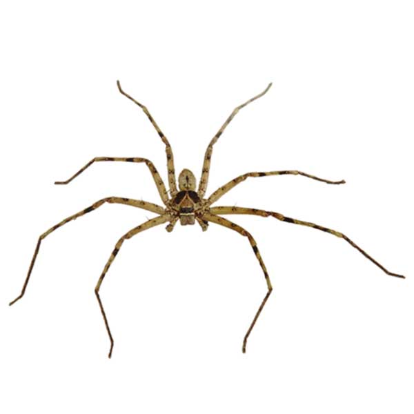 Huntsman Spider identification in Cordova, TN |  Allied Termite & Pest Control